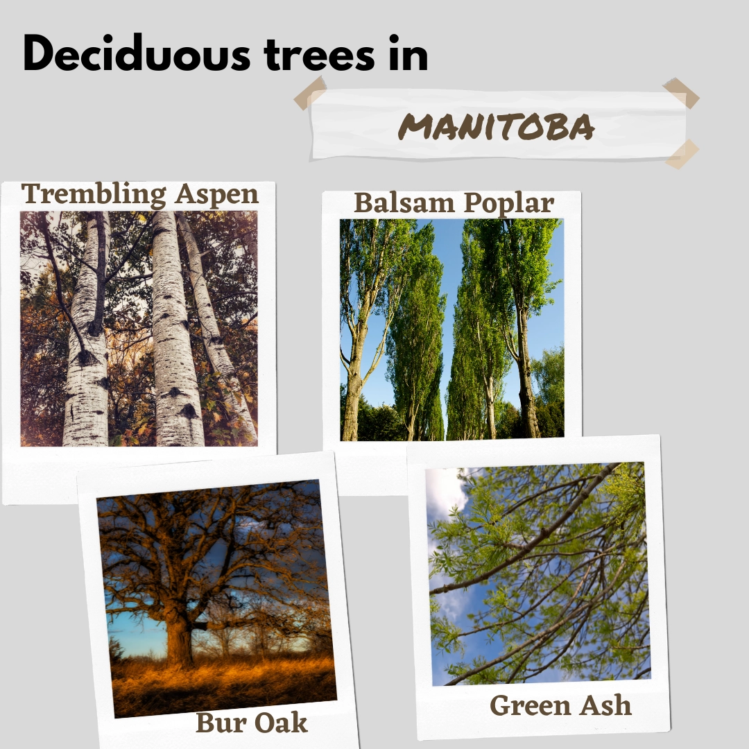 deciduous trees in manitoba canada