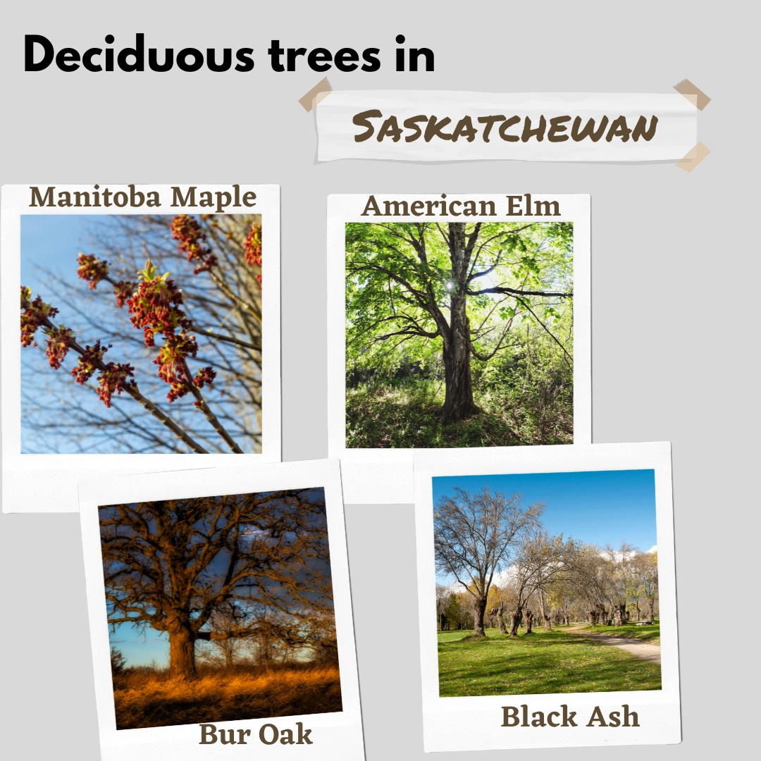 deciduous trees in saskatchewan canada
