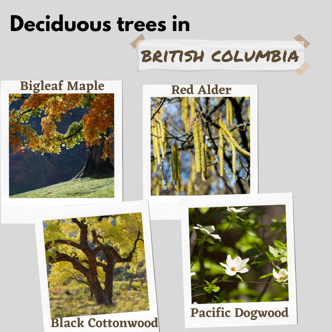 deciduous trees in british columbia canada