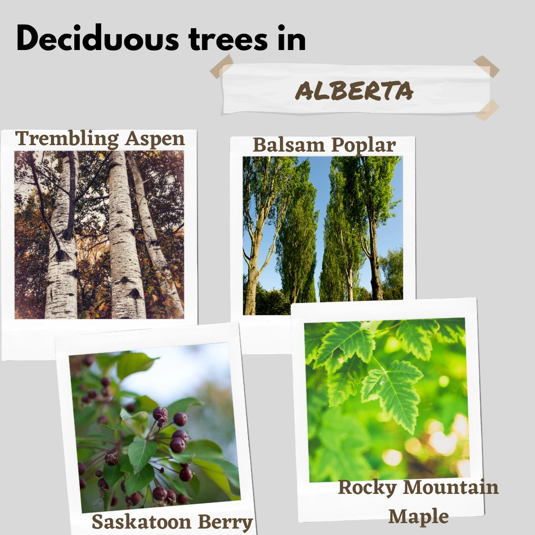 deciduous trees in alberta canada