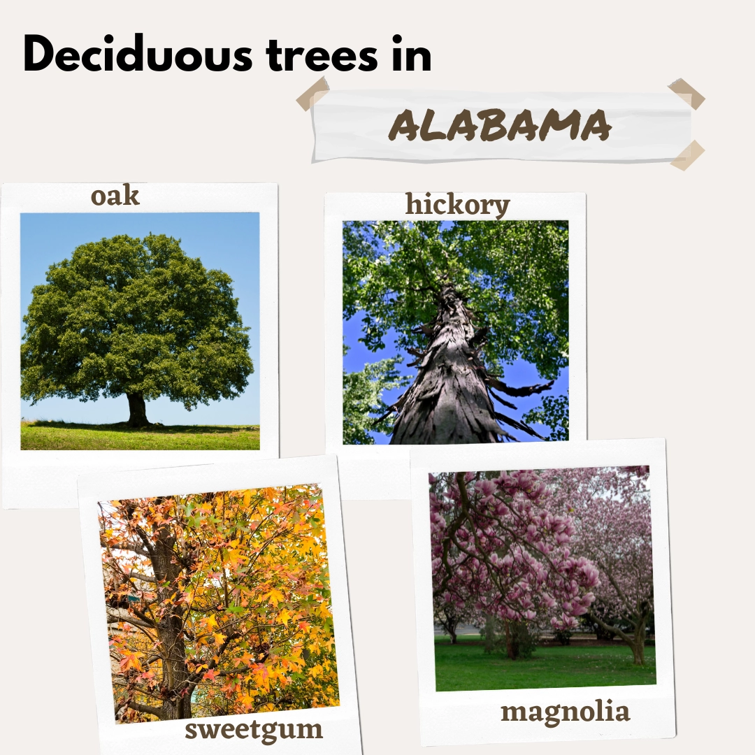 deciduous trees in alabama USA
