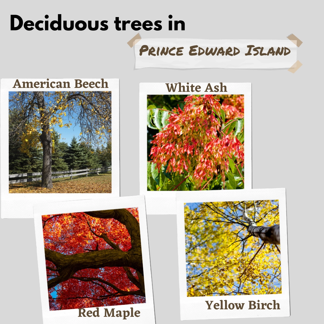 deciduous trees in prince edwards island canada