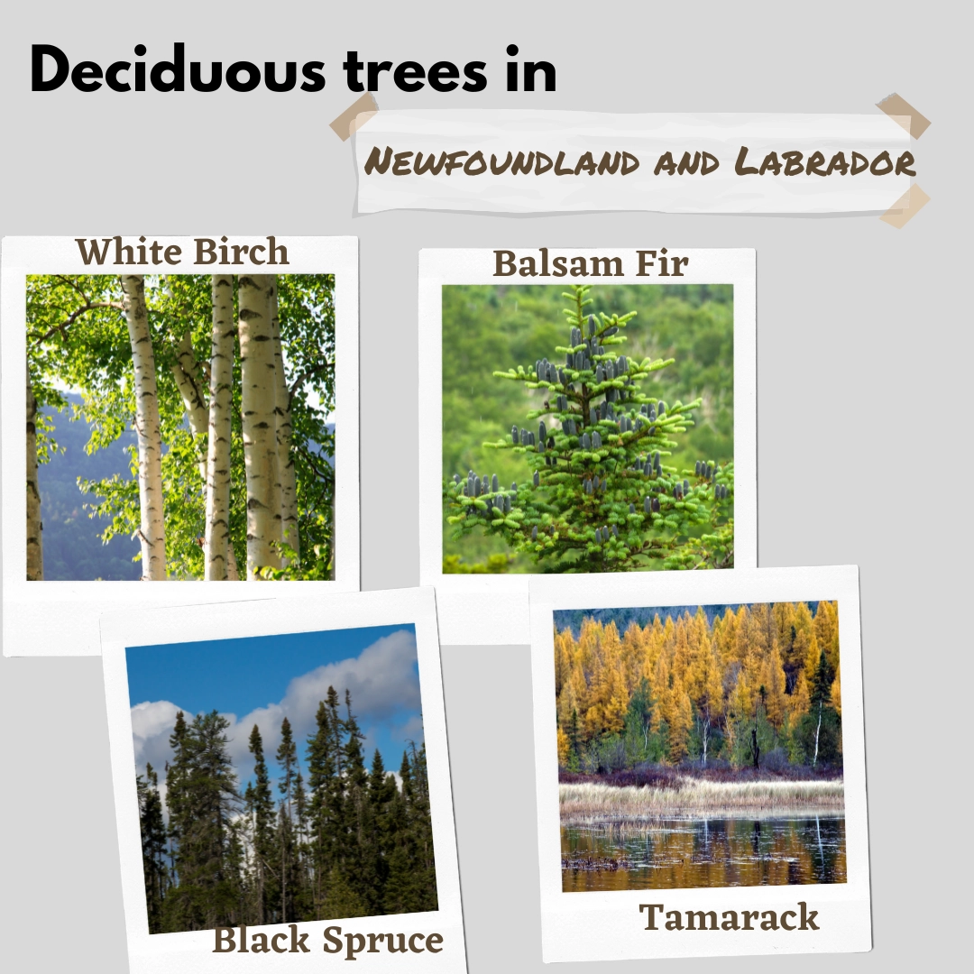 deciduous trees in newfoundland and labrador canada