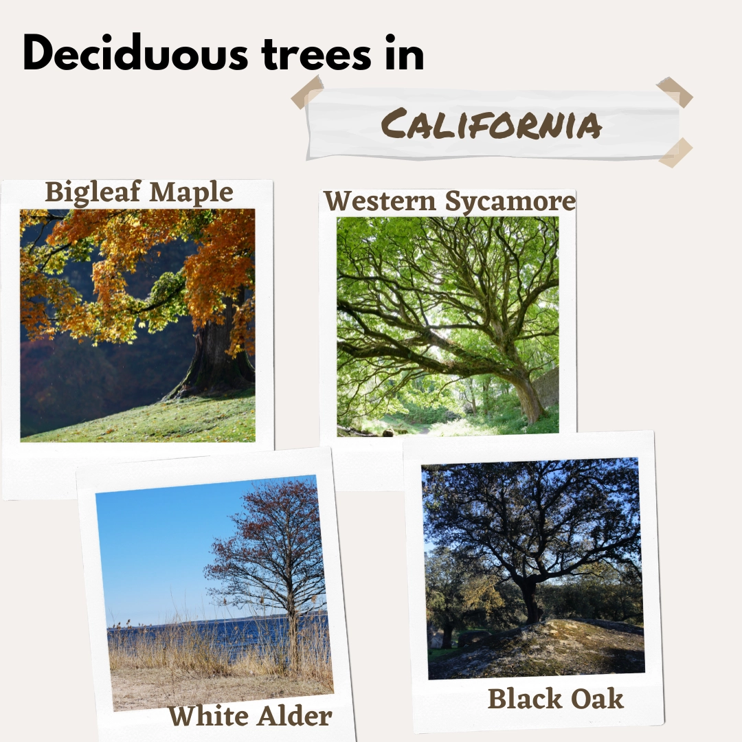 deciduous trees in CA california USA