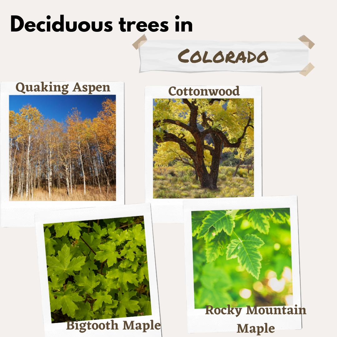 deciduous trees in colorado USA