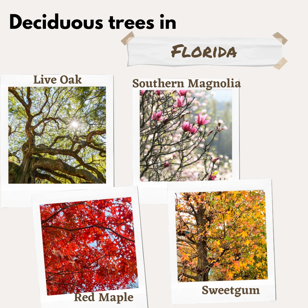 deciduous trees in FL florida USA