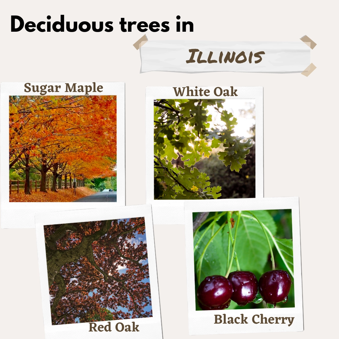 deciduous trees in IL illinois USA