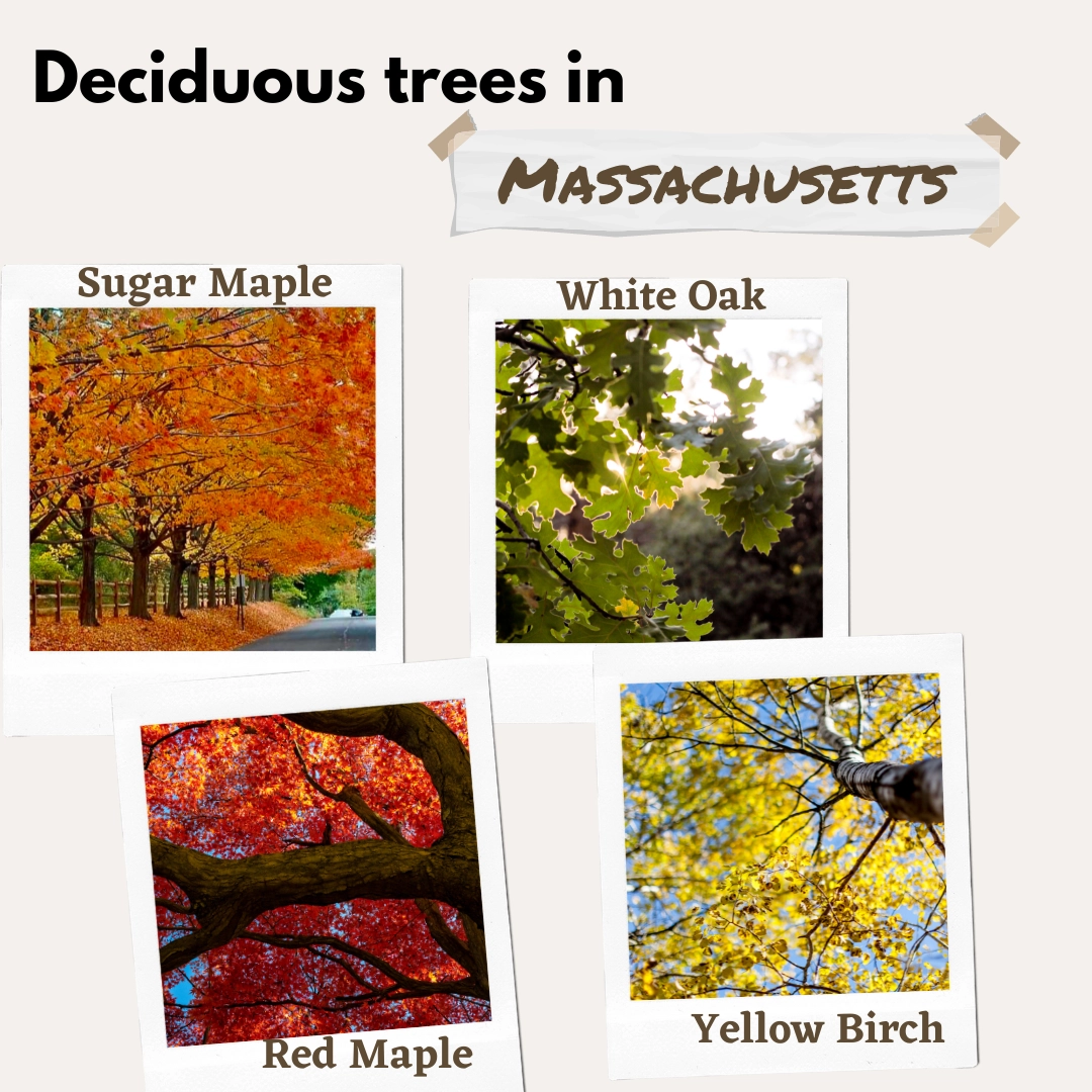 deciduous trees in massachusetts USA