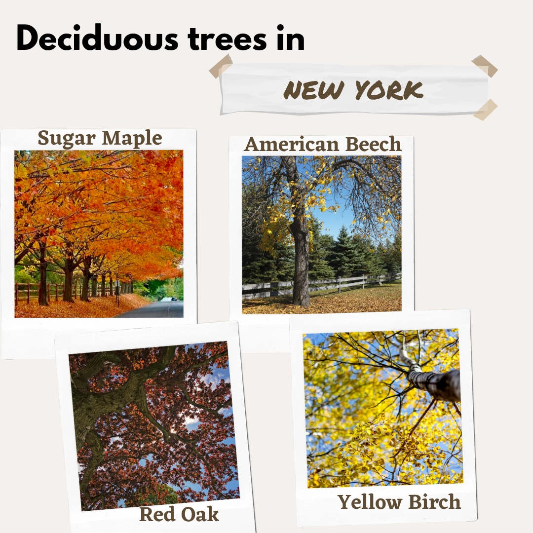 deciduous trees in NY new york USA