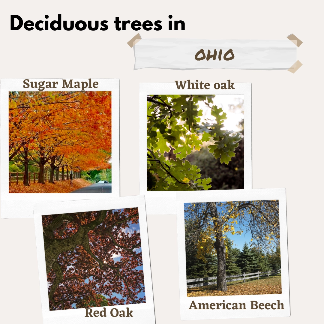 deciduous trees in ohio USA