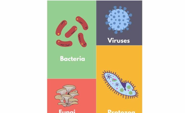  Harmful and beneficial microorganisms