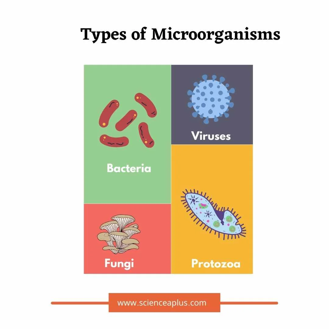 Harmful and beneficial microorganisms