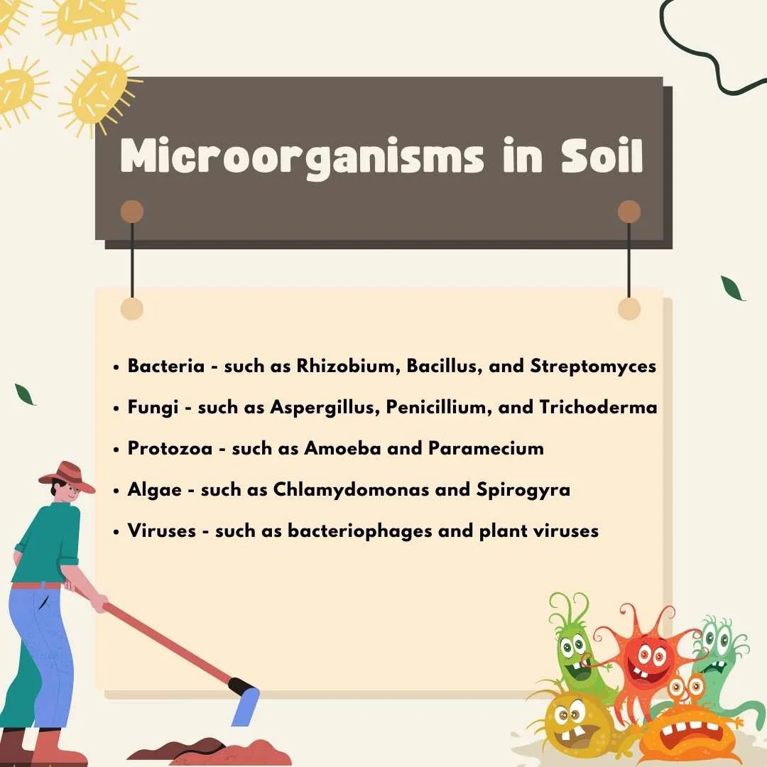 Microorganisms in Soil – Harmful and beneficial microorganisms