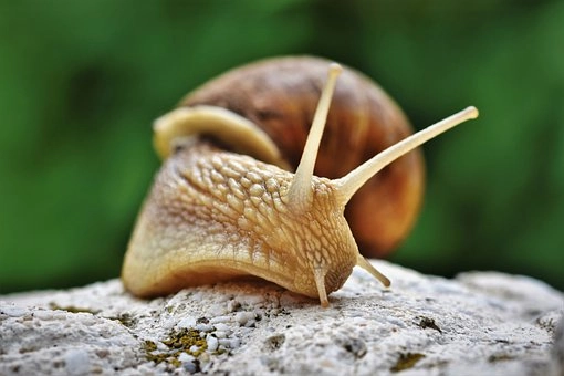 Introduction for phylum Mollusca – Phylum Mollusca characteristics