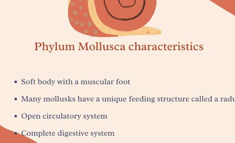  Phylum Mollusca characteristics