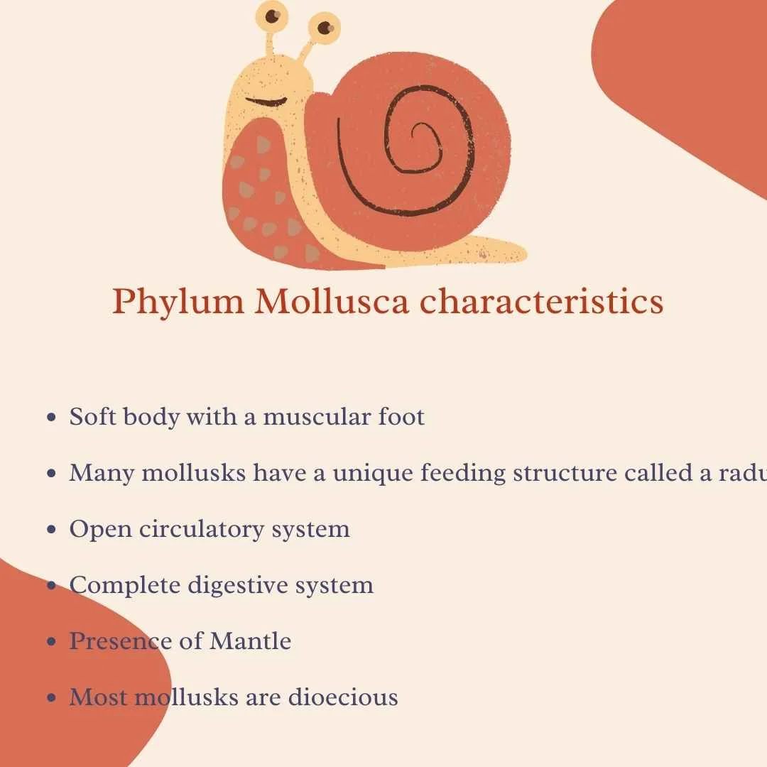 Phylum Mollusca characteristics