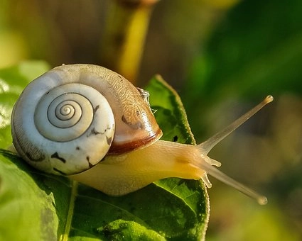 Snails – Phylum Mollusca characteristics