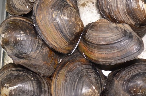 Clams – Phylum Mollusca characteristics