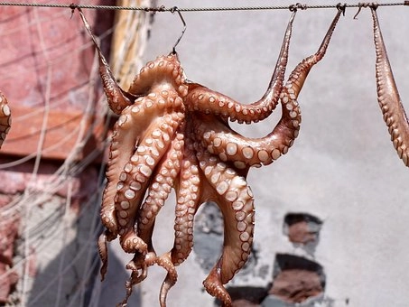 Octopuses – Phylum Mollusca characteristics