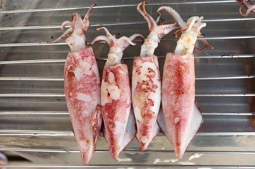 Squid – Phylum Mollusca characteristics