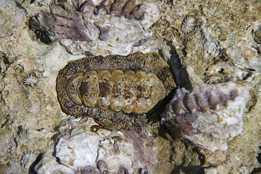 Chitons – Phylum Mollusca characteristics