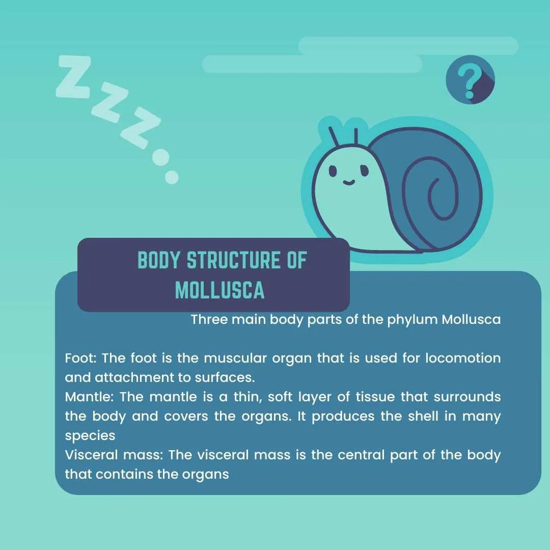 Body structure of Mollusca – Phylum Mollusca characteristics