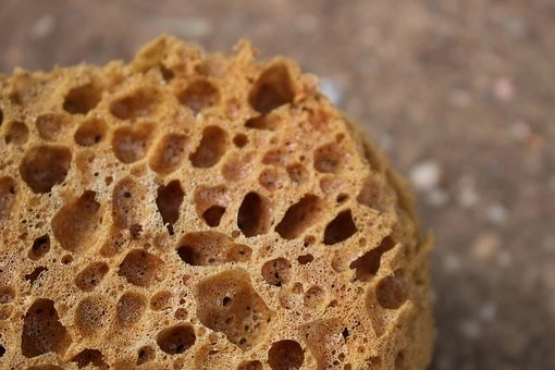 Characteristics of phylum Porifera – Biology study notes