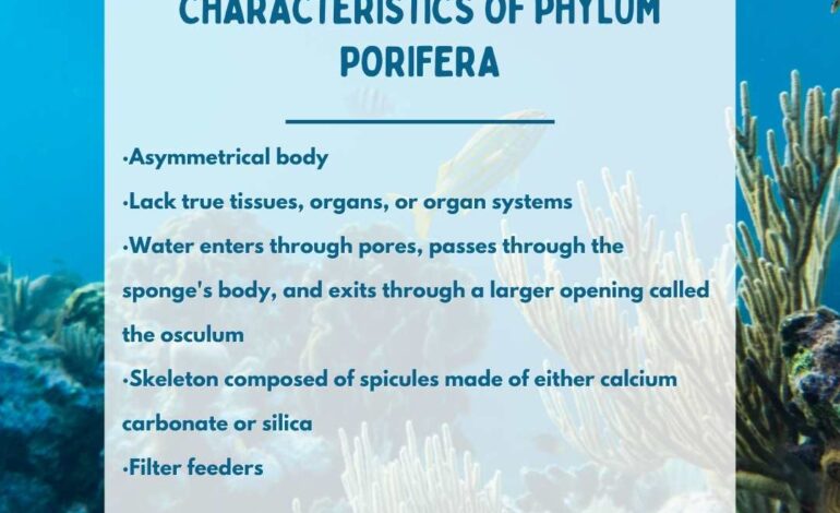  Characteristics of phylum Porifera