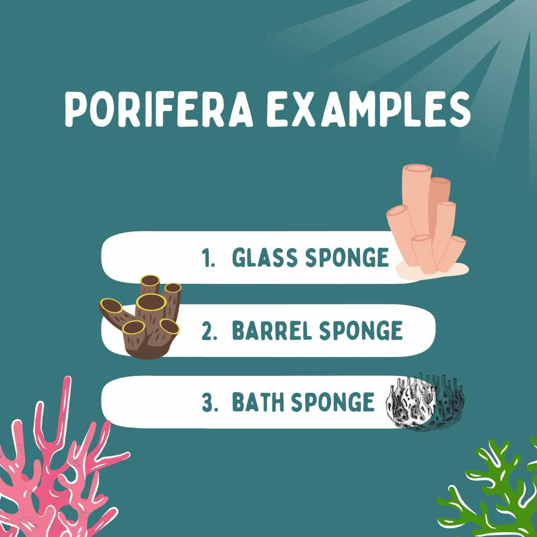 Porifera examples – Characteristics of phylum Porifera