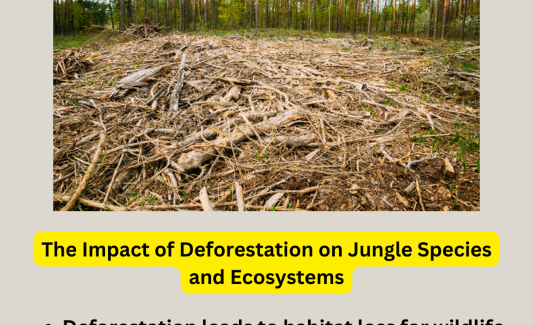  Threat of Deforestation to Jungle Species and Ecosystems