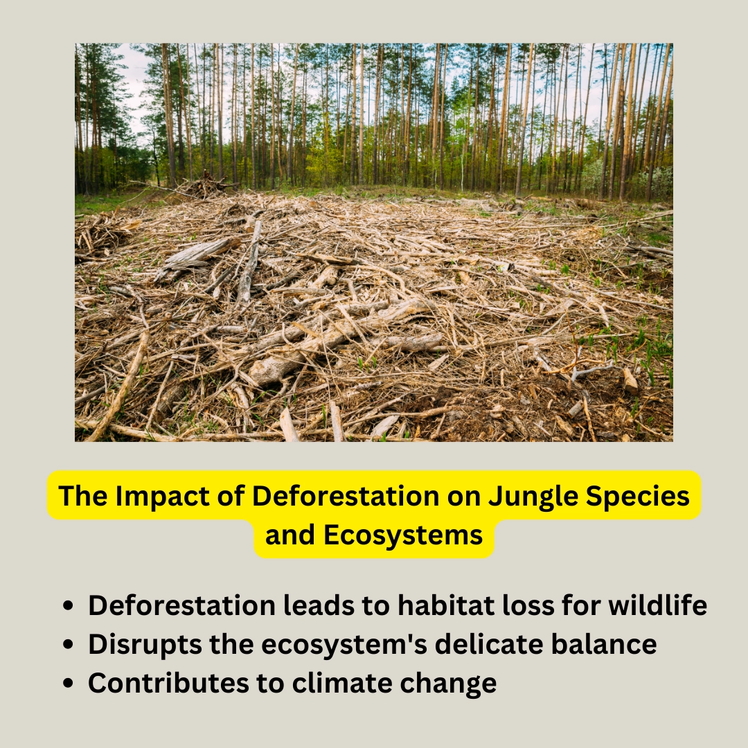 Threat of Deforestation to Jungle Species and Ecosystems
