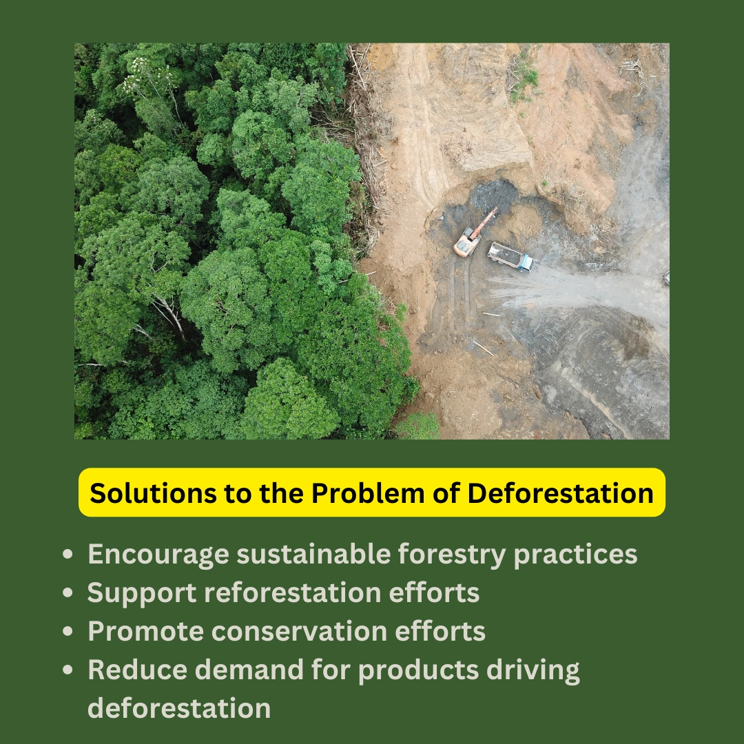 Solutions to the Problem of Deforestation – Threat of Deforestation to Jungle Species and Ecosystems