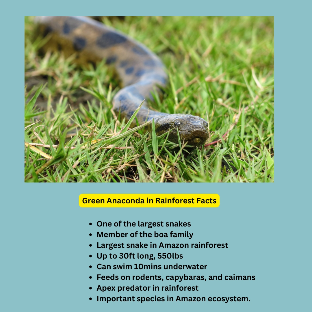 Green Anaconda in Rainforest Facts – Anaconda in Rainforest: An Intriguing Species