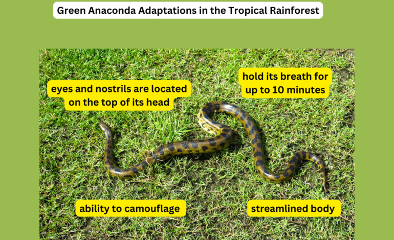 we will discuss some intriguing facts about the anaconda in the rainforest.