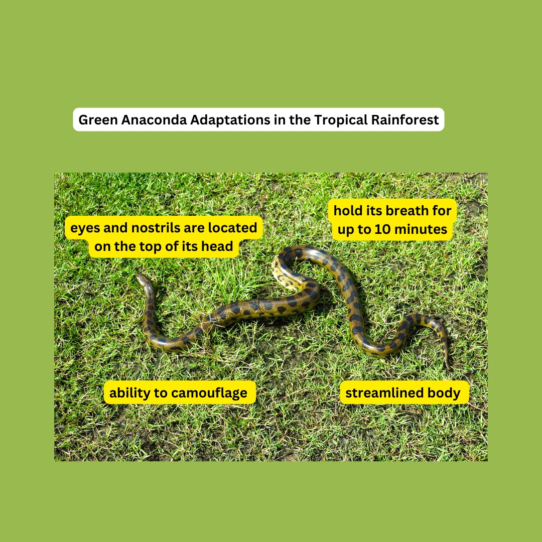 Anaconda in Rainforest: An Intriguing Species