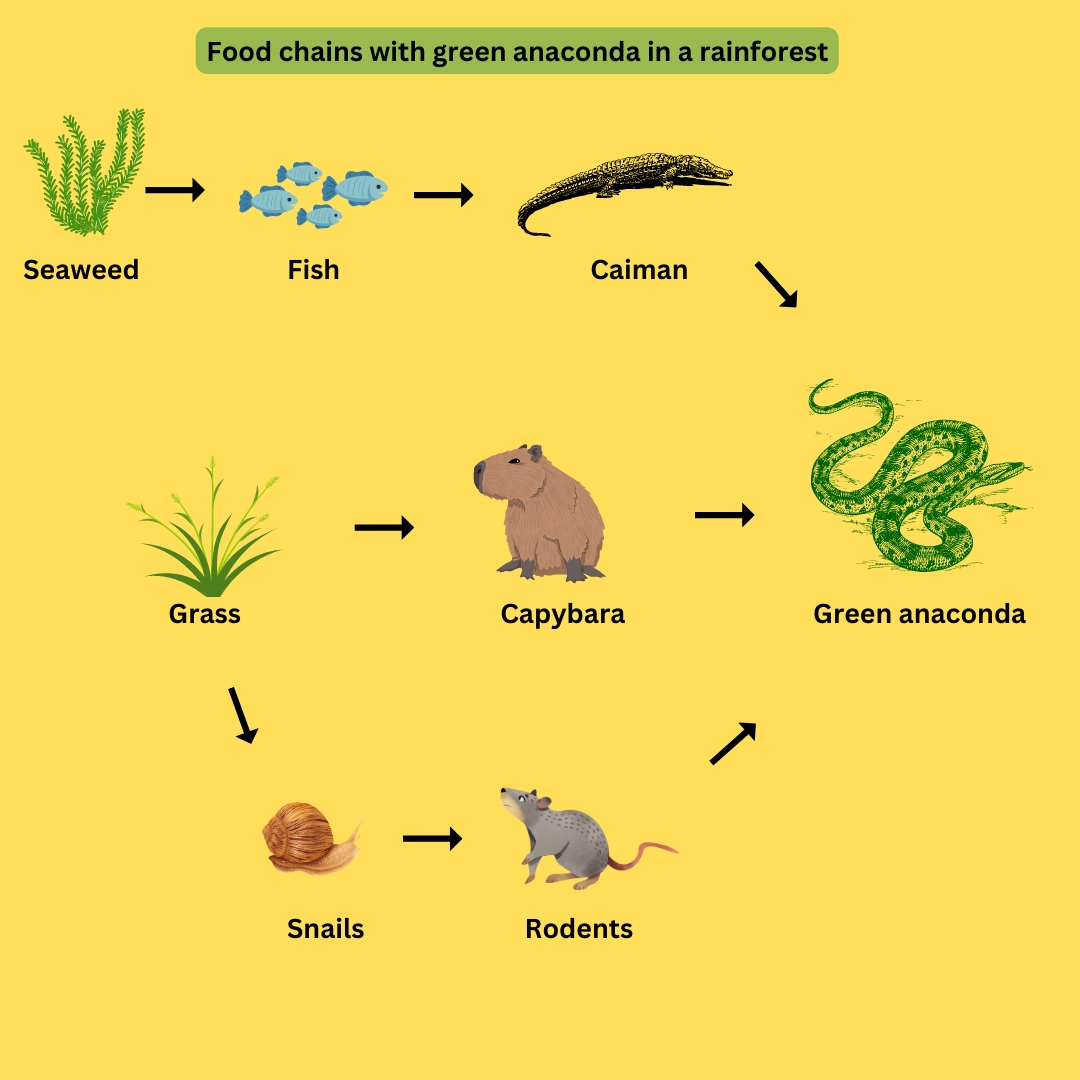 Food chains with green anaconda in a rainforest – Anaconda in Rainforest: An Intriguing Species