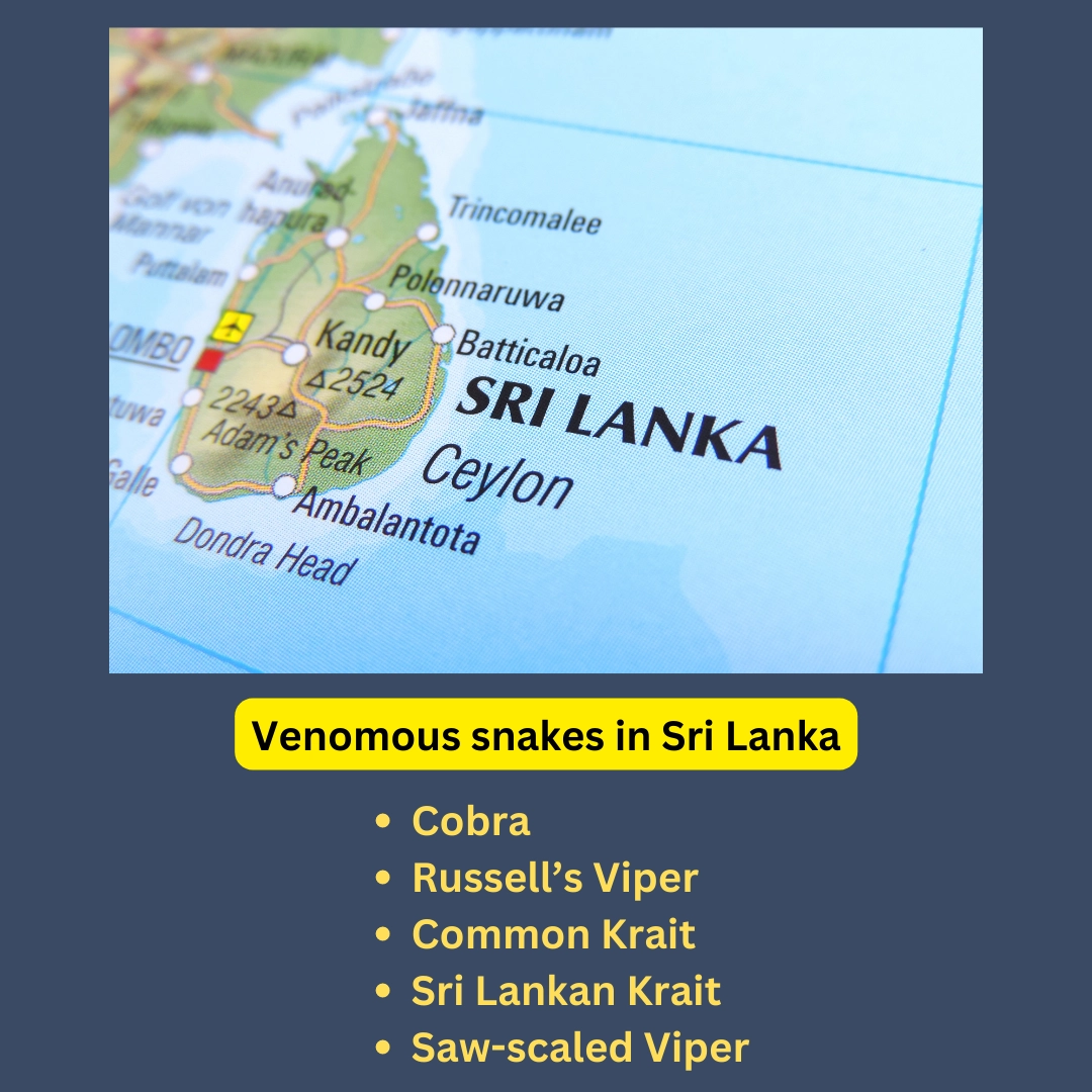 Snakes in Sri Lanka – Common names and scientific names – Venomous snakes in Sri Lanka