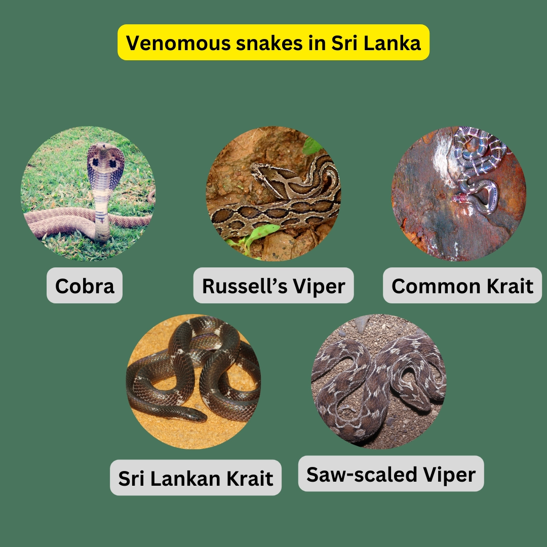 Venomous snakes in Sri Lanka