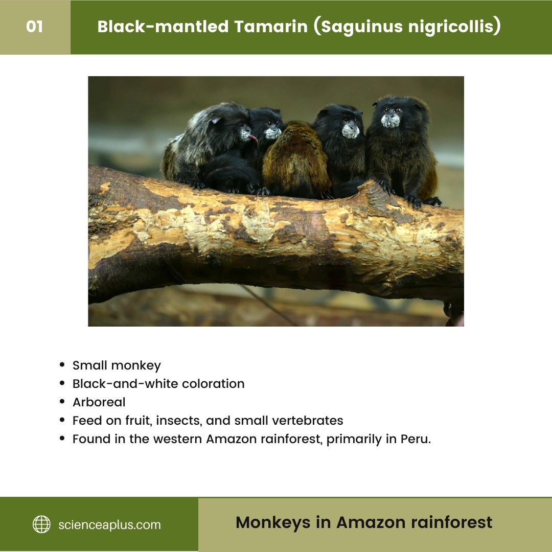#1 Black-mantled Tamarin (Saguinus nigricollis) – 48 Monkeys in Amazon Rainforest: A Guide to animals in rainforest
