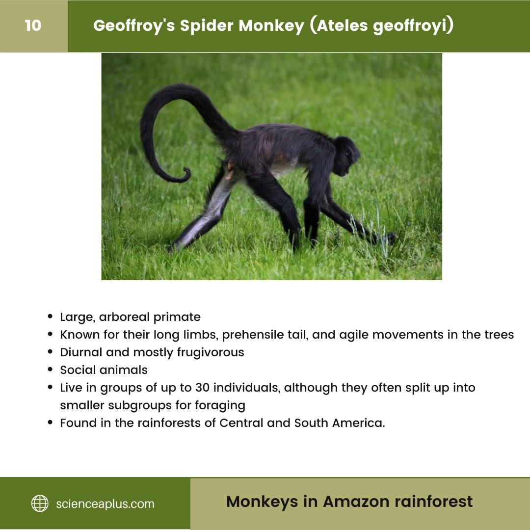 #10 Geoffroy's Spider Monkey (Ateles geoffroyi) – 48 Monkeys in Amazon Rainforest: A Guide to animals in rainforest