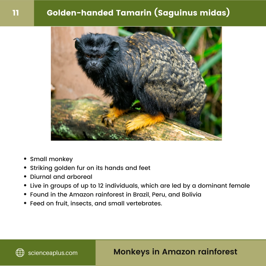 #11 Golden-handed Tamarin (Saguinus midas) – 48 Monkeys in Amazon Rainforest: A Guide to animals in rainforest