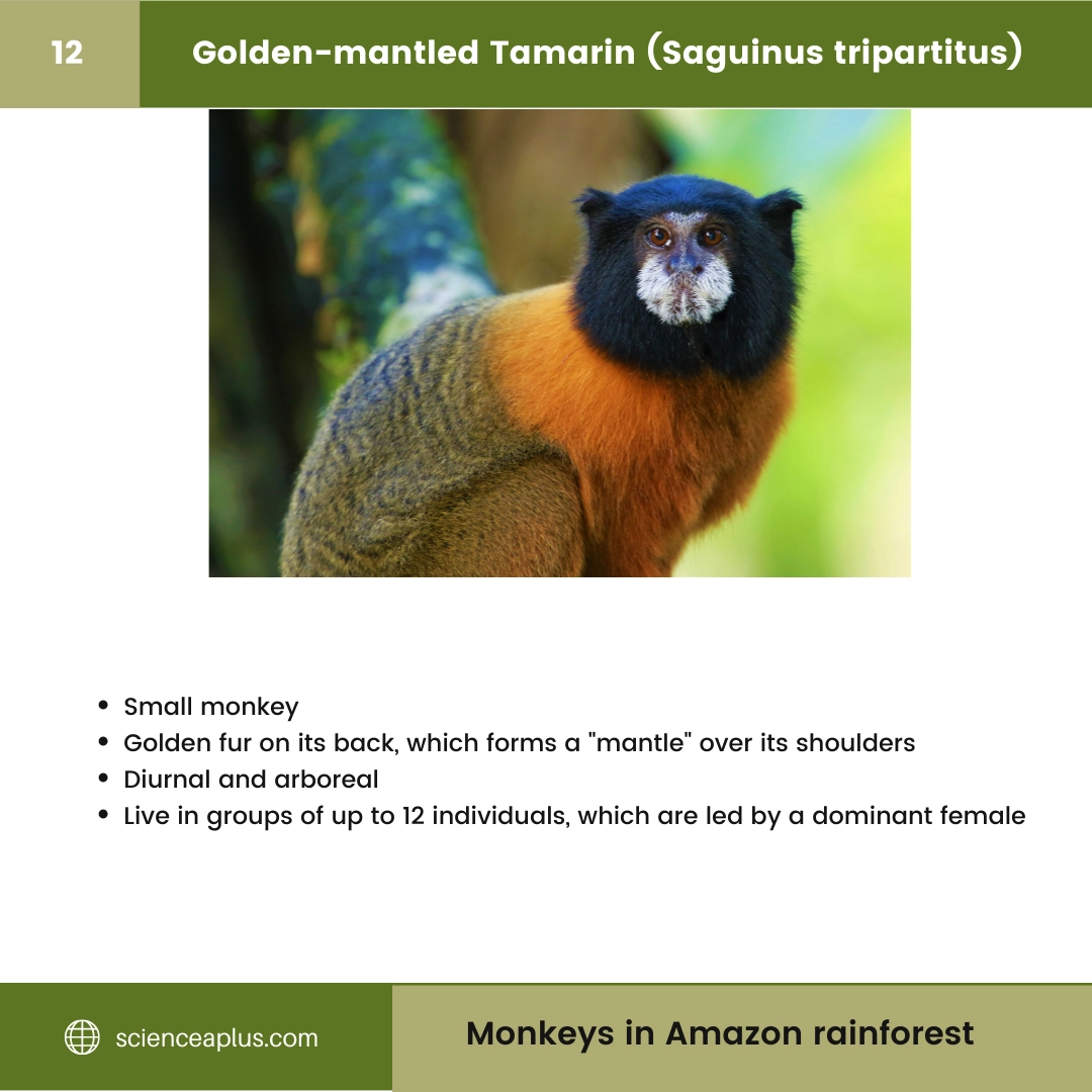#12 Golden-mantled Tamarin (Saguinus tripartitus) – 48 Monkeys in Amazon Rainforest: A Guide to animals in rainforest