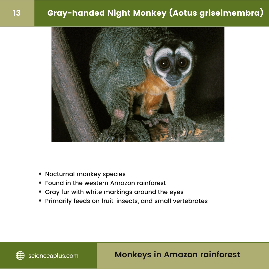 #13 Gray-handed Night Monkey (Aotus griseimembra) – 48 Monkeys in Amazon Rainforest: A Guide to animals in rainforest