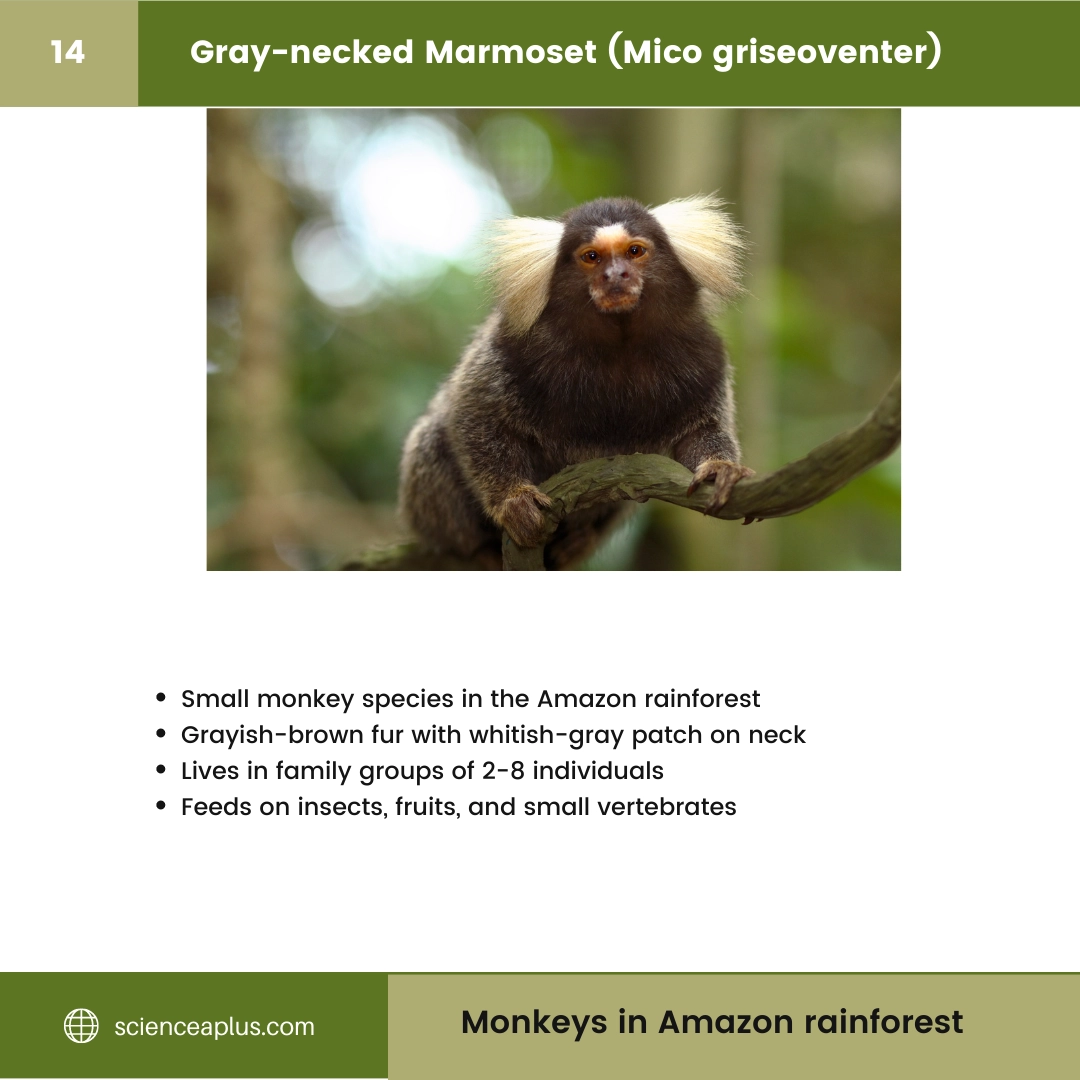 #14 Gray-necked Marmoset (Mico griseoventer) – 48 Monkeys in Amazon Rainforest: A Guide to animals in rainforest