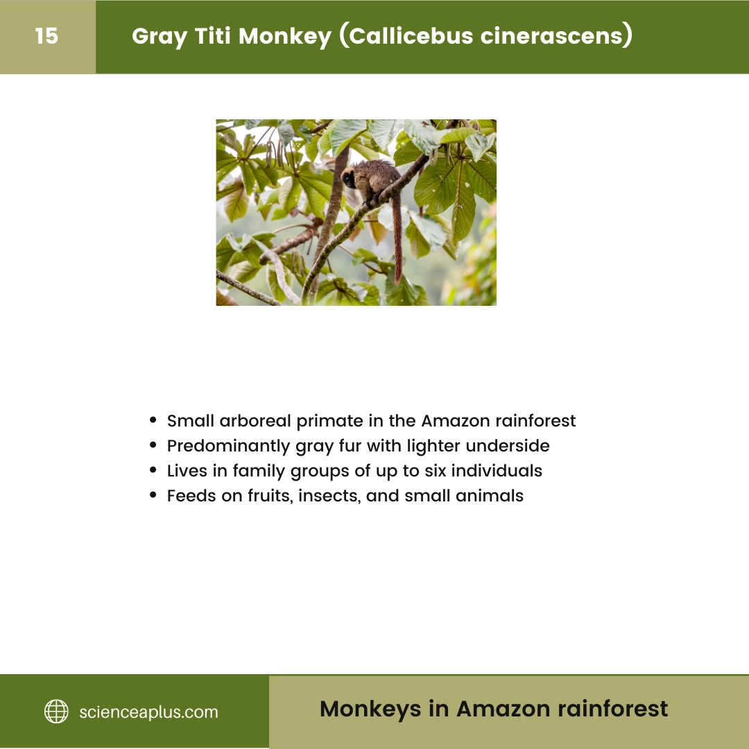 #15 Gray Titi Monkey (Callicebus cinerascens) – 48 Monkeys in Amazon Rainforest: A Guide to animals in rainforest