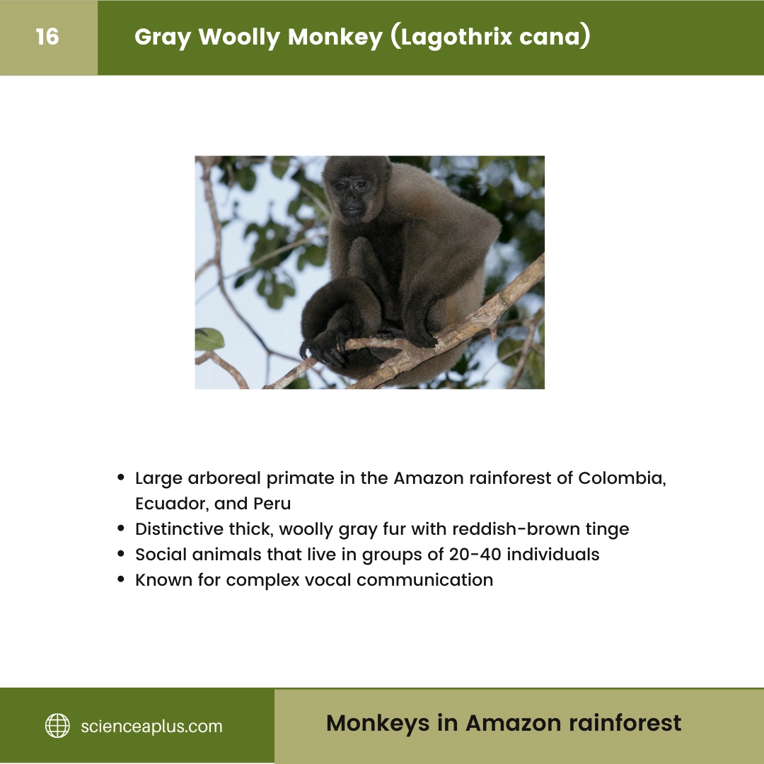 #16 Gray Woolly Monkey (Lagothrix cana) – 48 Monkeys in Amazon Rainforest: A Guide to animals in rainforest