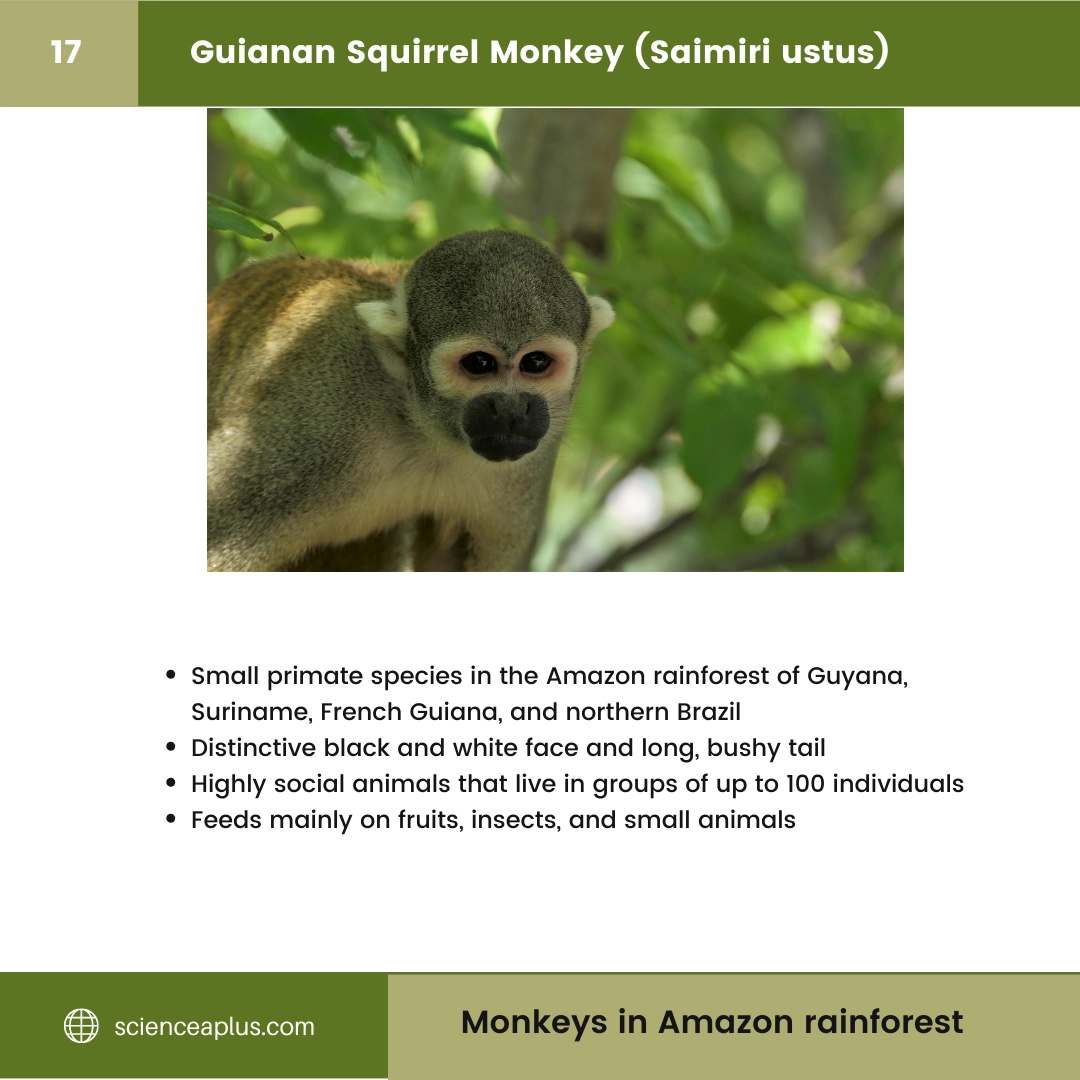 #17 Guianan Squirrel Monkey (Saimiri ustus) – 48 Monkeys in Amazon Rainforest: A Guide to animals in rainforest