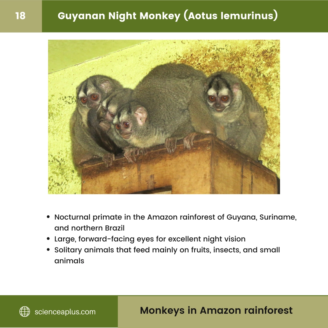 #18 Guyanan Night Monkey (Aotus lemurinus) – 48 Monkeys in Amazon Rainforest: A Guide to animals in rainforest