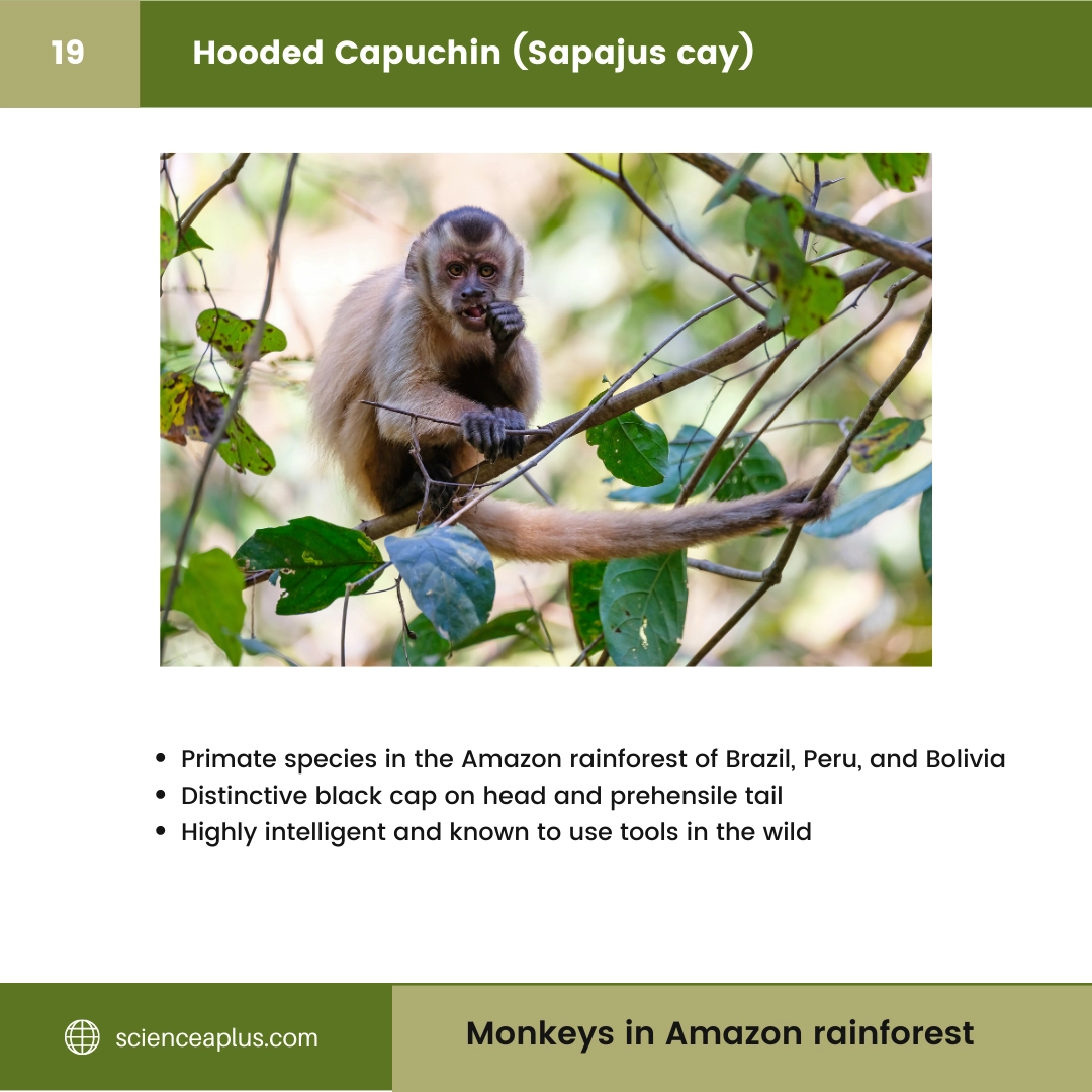 #19 Hooded Capuchin (Sapajus cay) – 48 Monkeys in Amazon Rainforest: A Guide to animals in rainforest