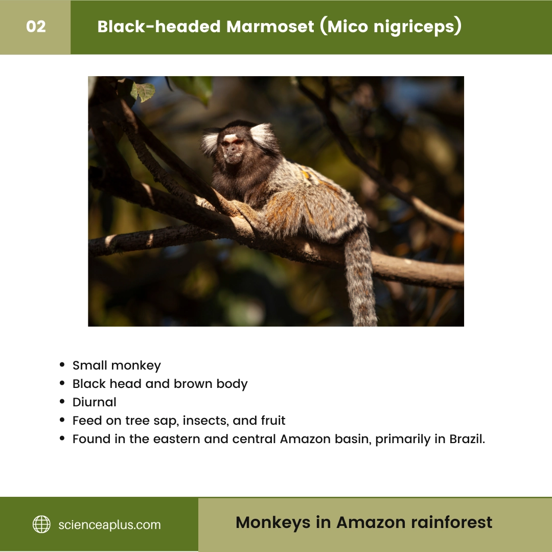 #2 Black-headed Marmoset (Mico nigriceps) – 48 Monkeys in Amazon Rainforest: A Guide to animals in rainforest